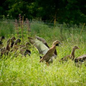 Canard