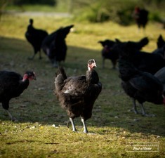 Une poule