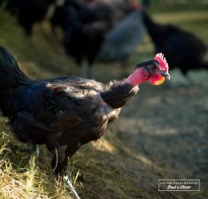 La Poularde à l'Egyptienne