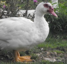 canard-barbarie-volailles-renault