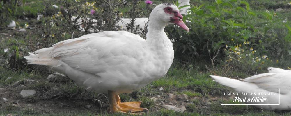 canard-barbarie-volailles-renault